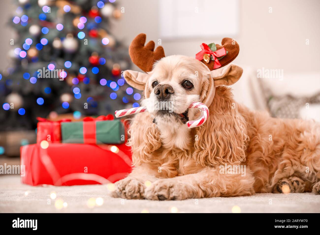 Cute Dog With Deer Horns And Candy Cane In Room Decorated For Christmas Stock Photo Alamy