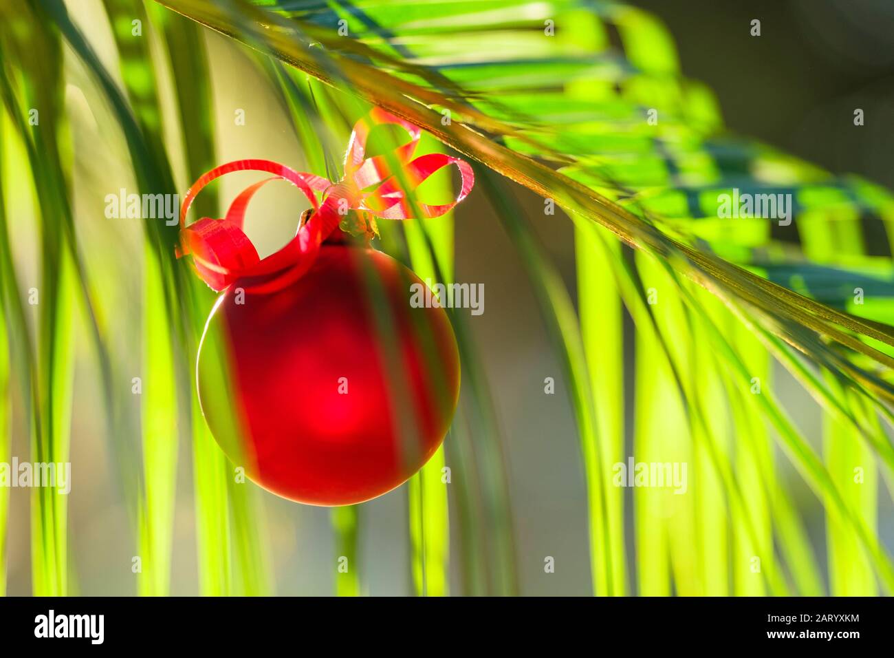 Red bauble hanging from plant Stock Photo