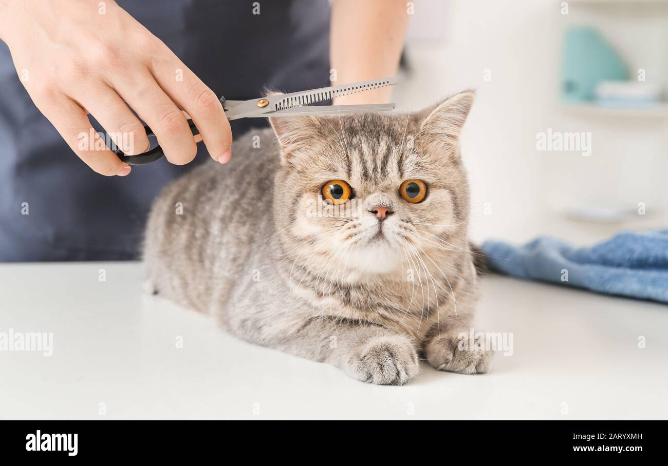 Groomer cutting cat's hair in salon Stock Photo - Alamy