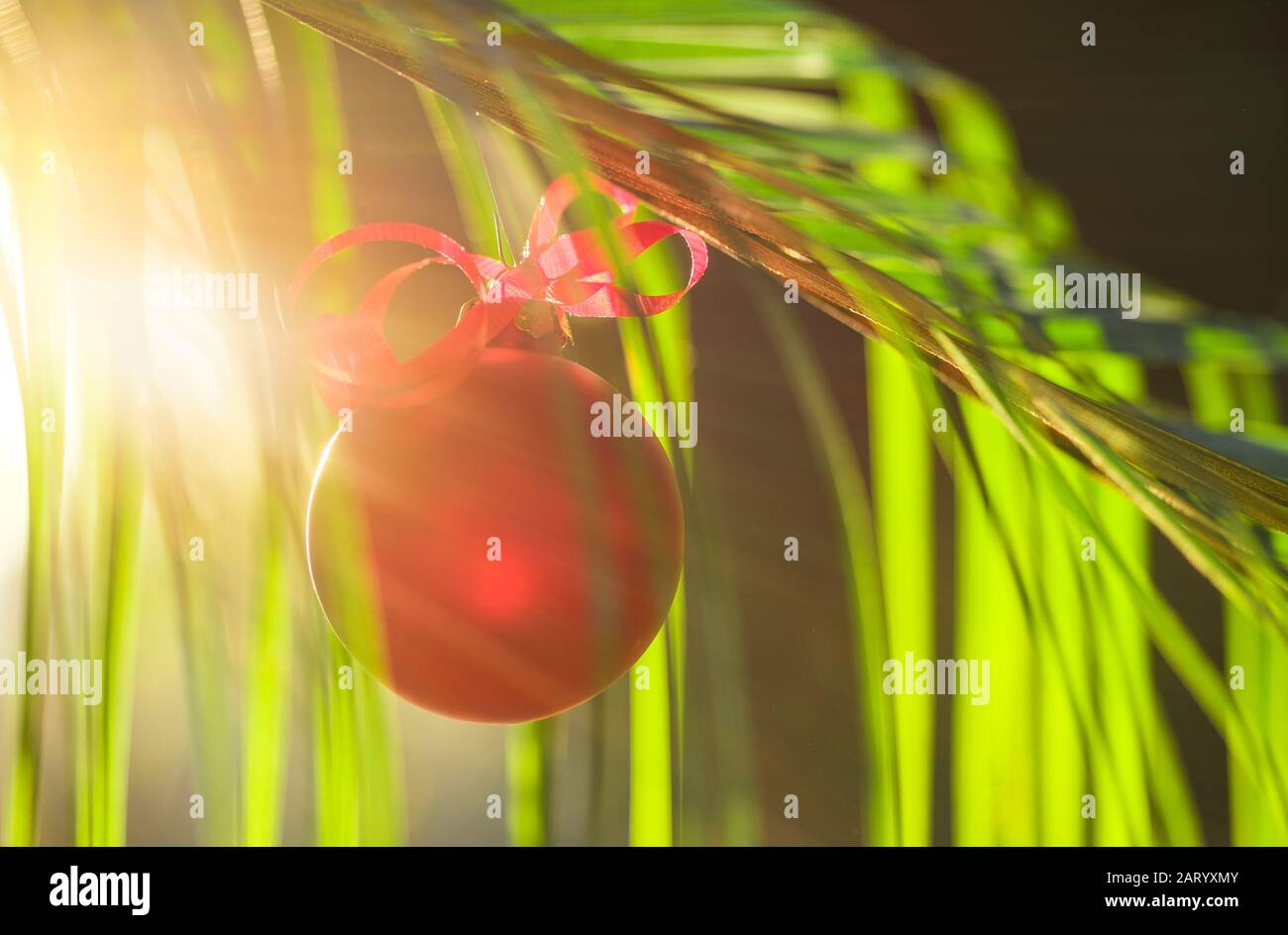Red bauble hanging from plant Stock Photo