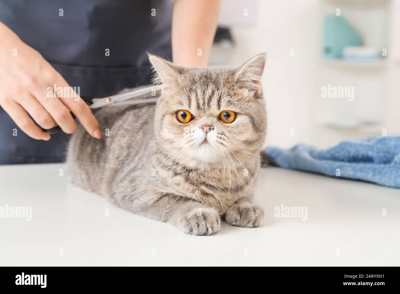 Groomer Cutting Cat S Hair In Salon Stock Photo 341747757 Alamy