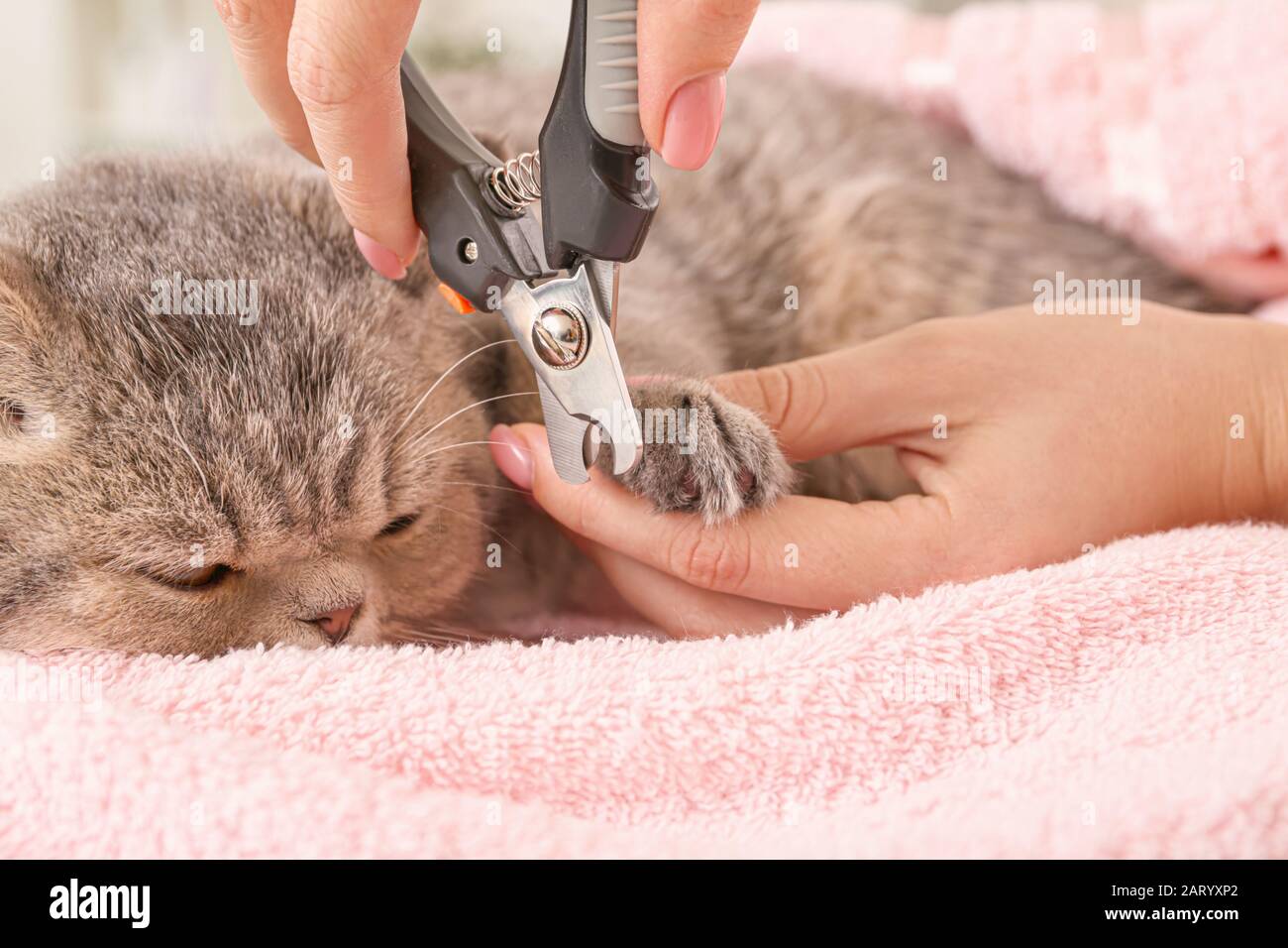 Groomer trimming cat's claws in salon Stock Photo Alamy