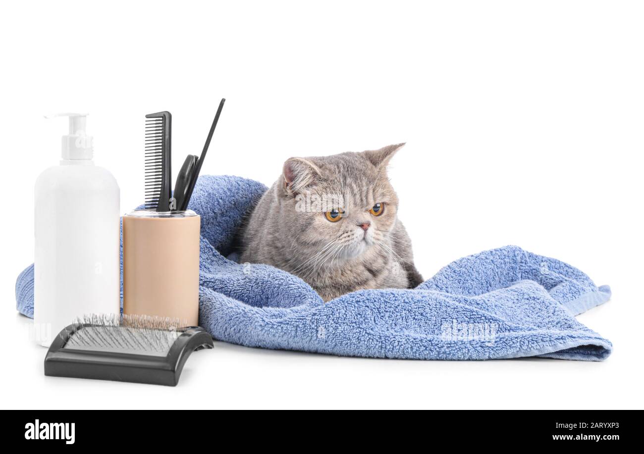 Cat Grooming Tools Stock Photos Cat Grooming Tools Stock Images