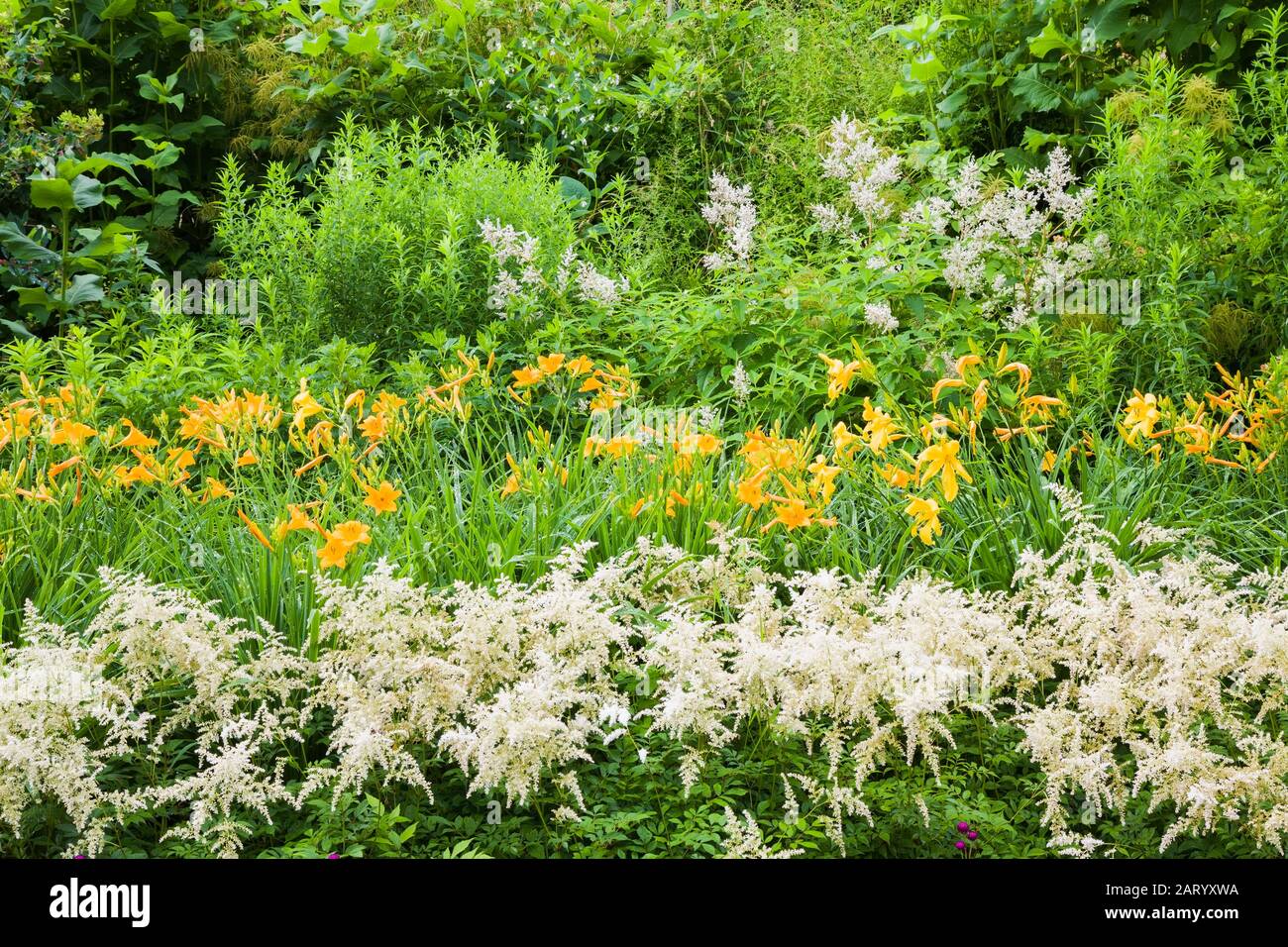 White Astilbe, orange Hemerocallis - Daylily flowers in border in summer Stock Photo