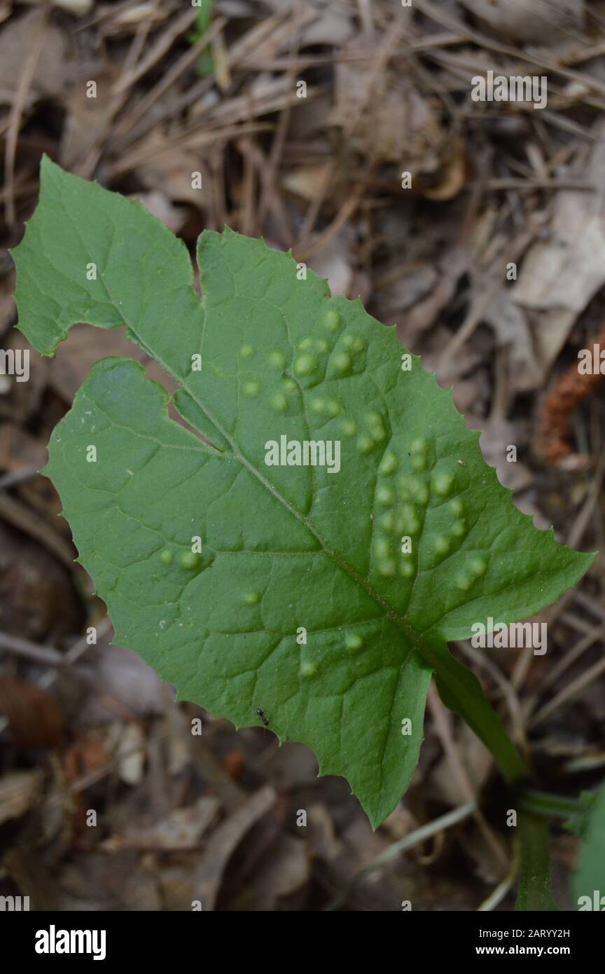 Deseased leaf Stock Photo