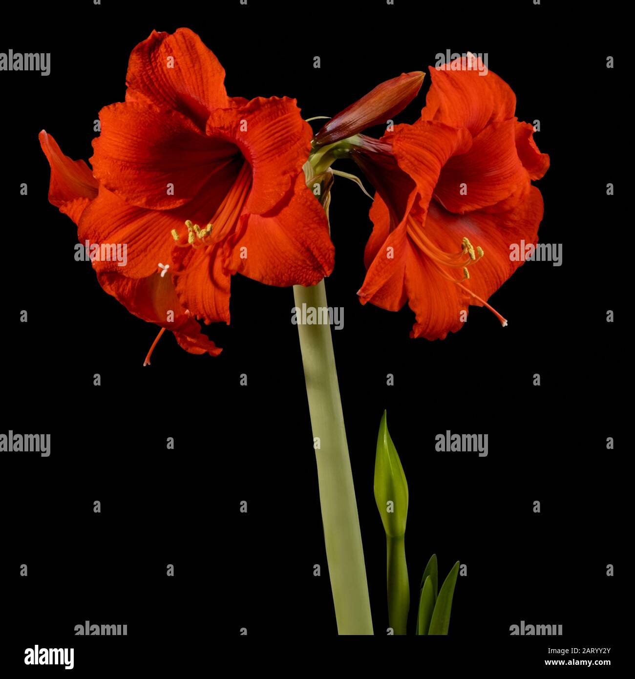 Red amaryllis flowers Stock Photo