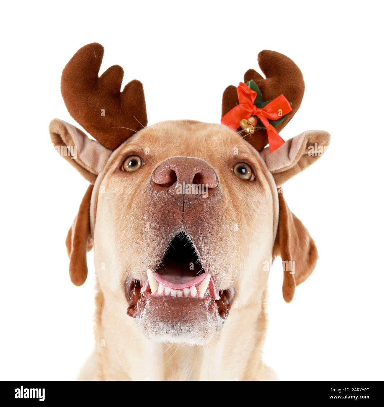 Adorable dog wearing Christmas decor on white background Stock Photo ...