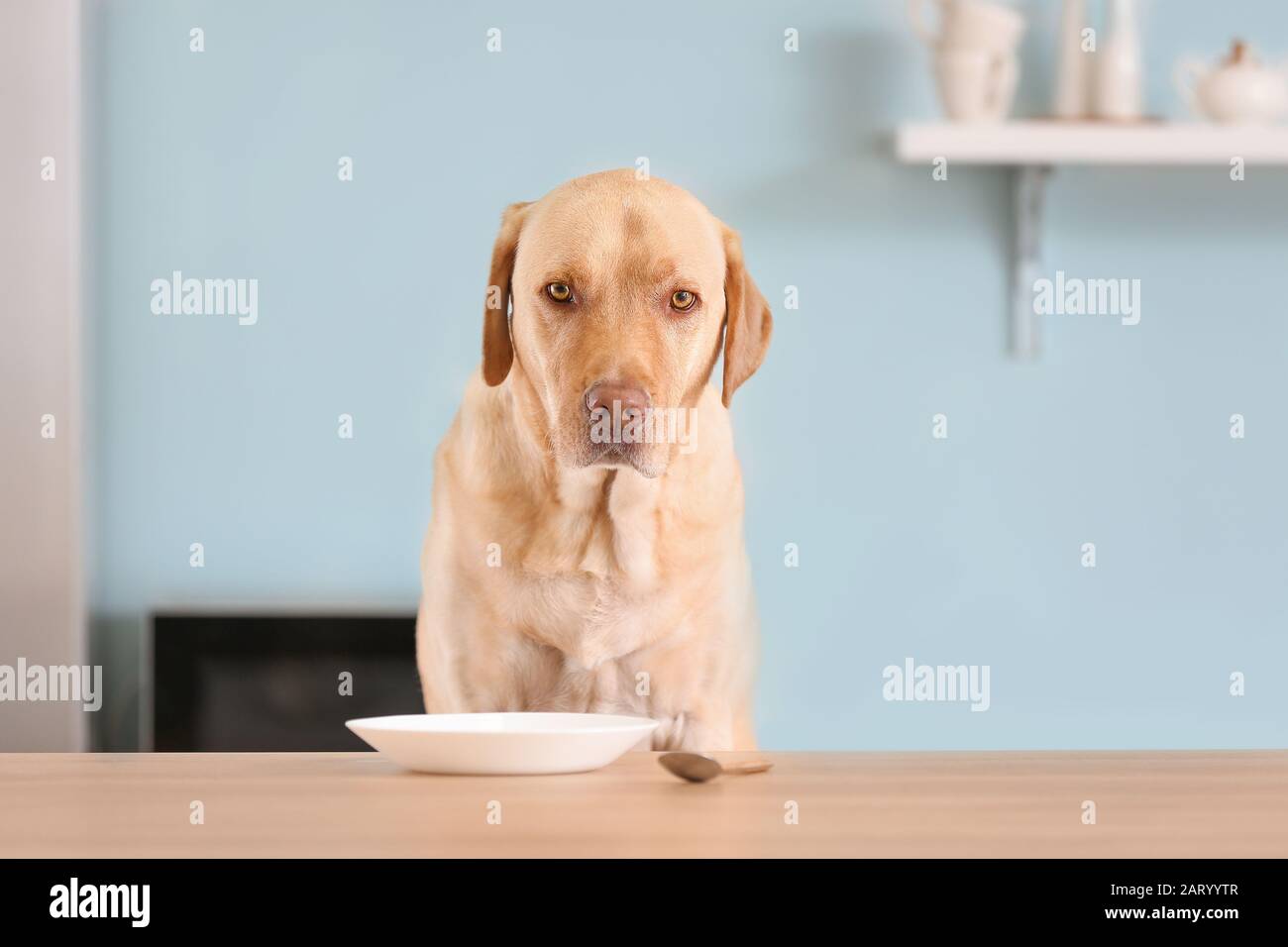 Adorable dog waiting for food in kitchen Stock Photo Alamy