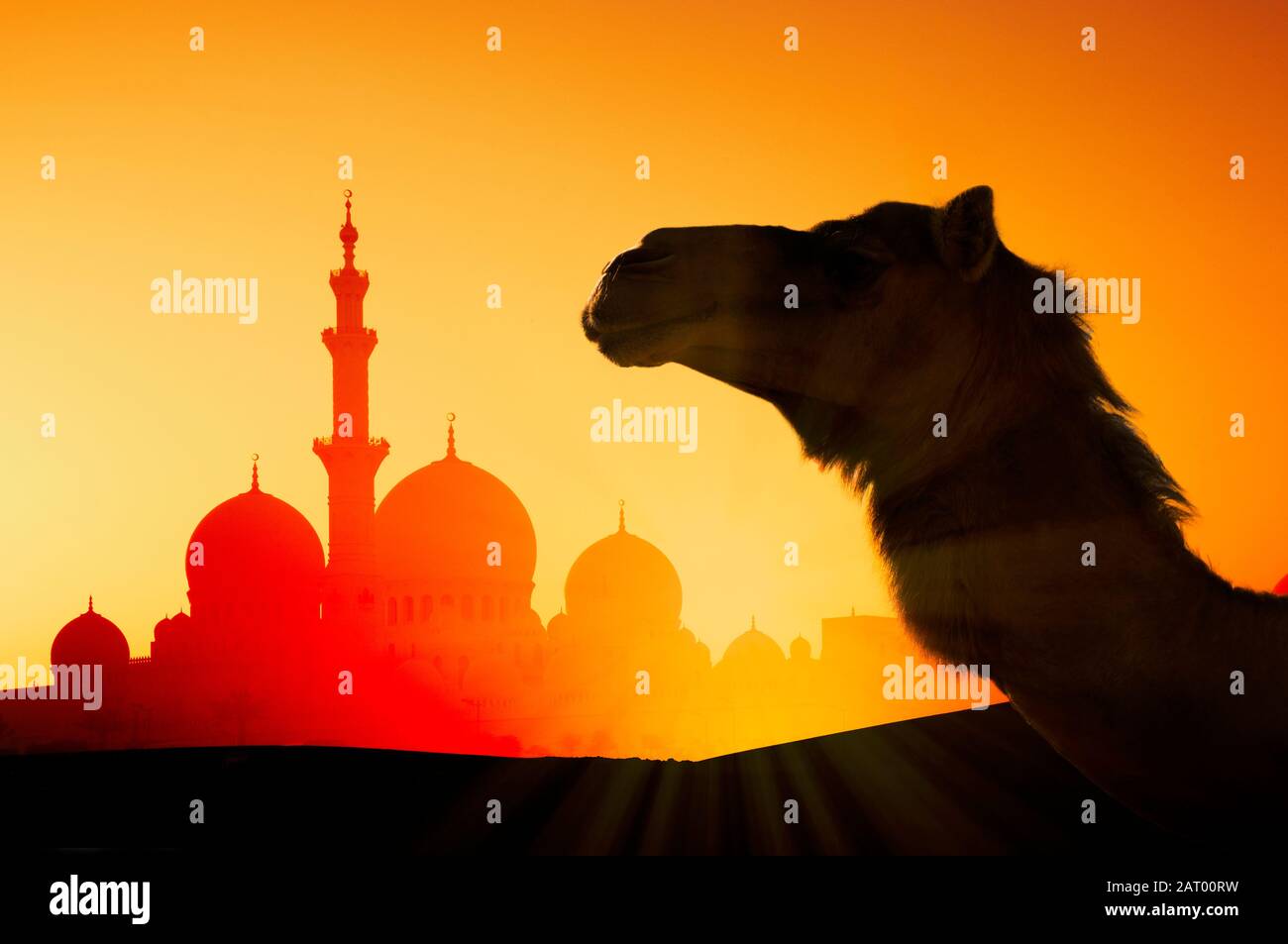 Camel in front of Sheikh Zayed Mosque at sunset in Abu Dhabi, United Arab Emirates Stock Photo