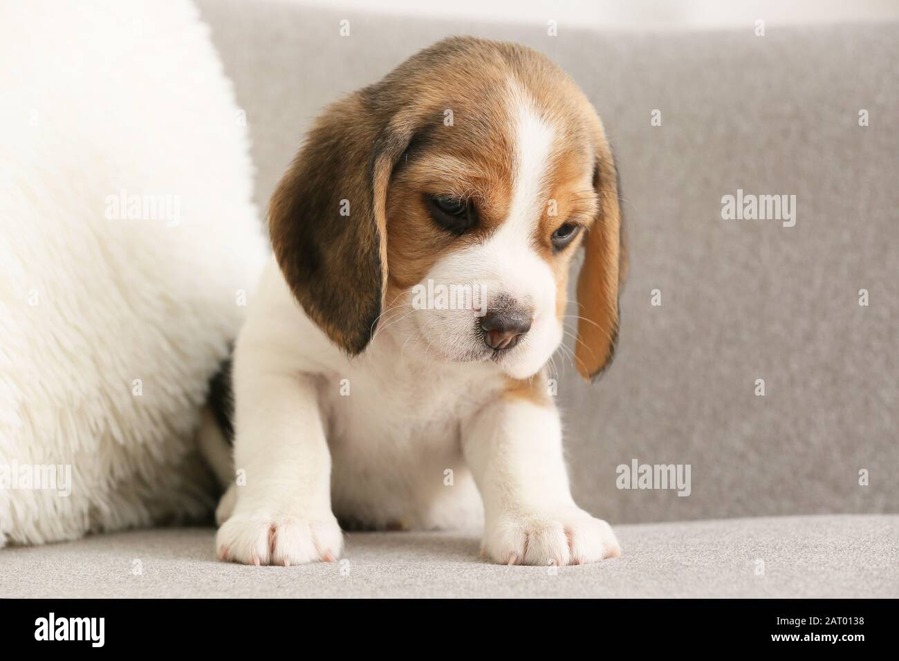 blanket back beagle