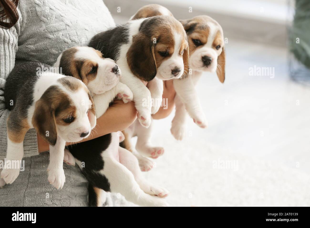 Owner with cute beagle puppies at home Stock Photo - Alamy
