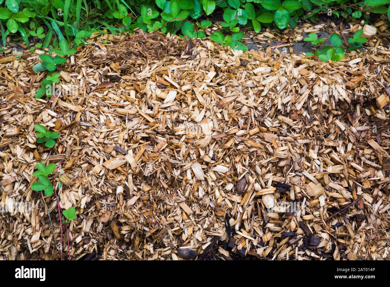 cedar tree leaves as mulch