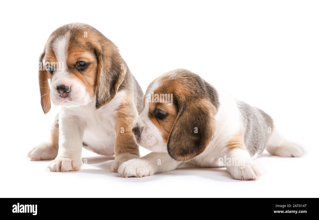 Cute beagle puppies on white background Stock Photo - Alamy