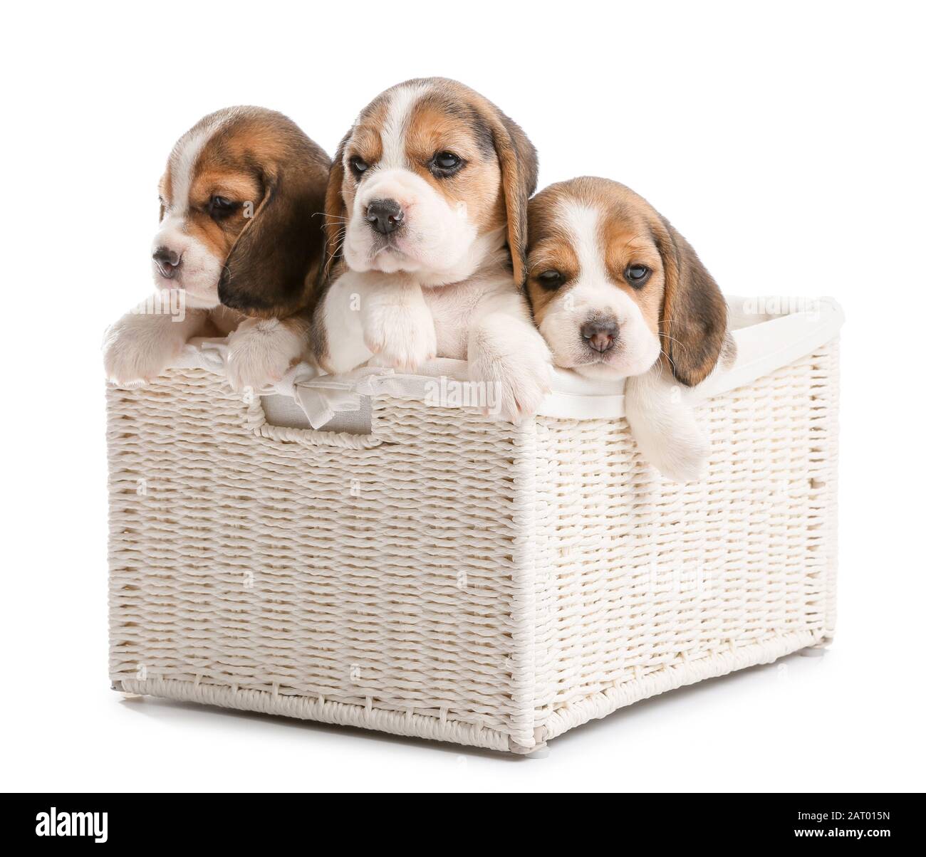 Cute beagle puppies in box on white background Stock Photo - Alamy