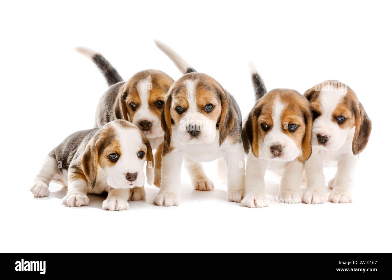 Cute beagle puppies on white background Stock Photo - Alamy