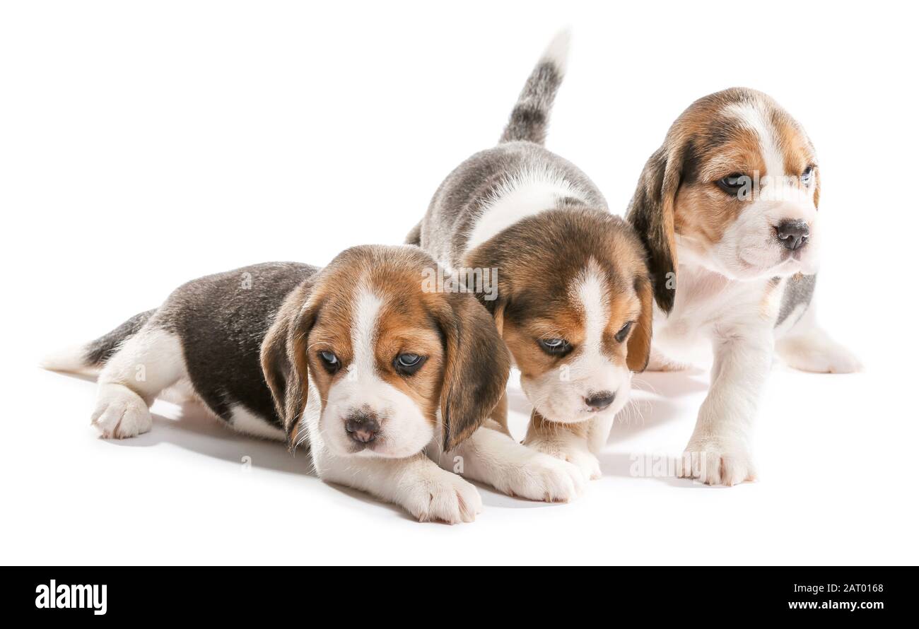 Cute beagle puppies on white background Stock Photo - Alamy