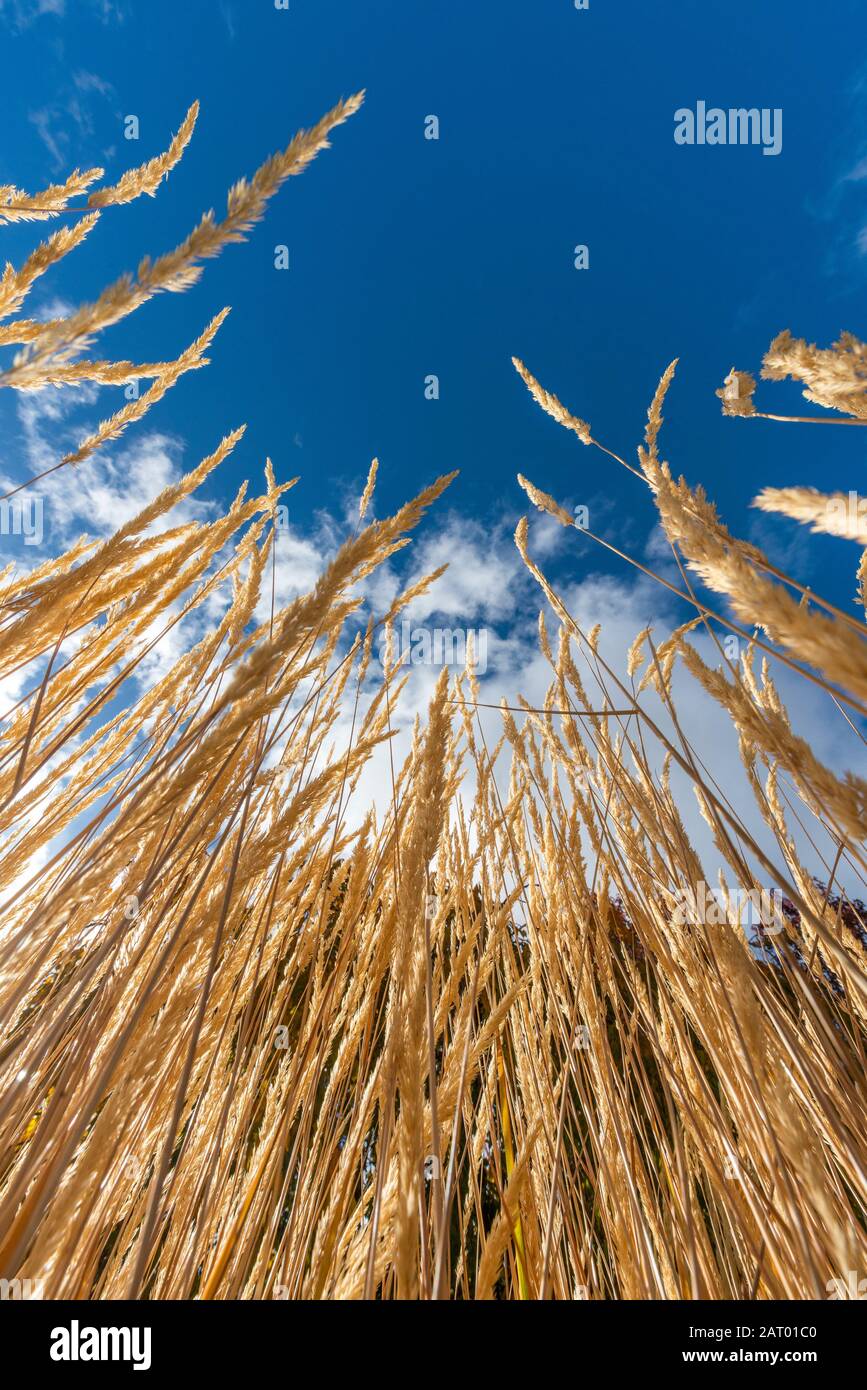 Low angle shot of brown grass Stock Photo