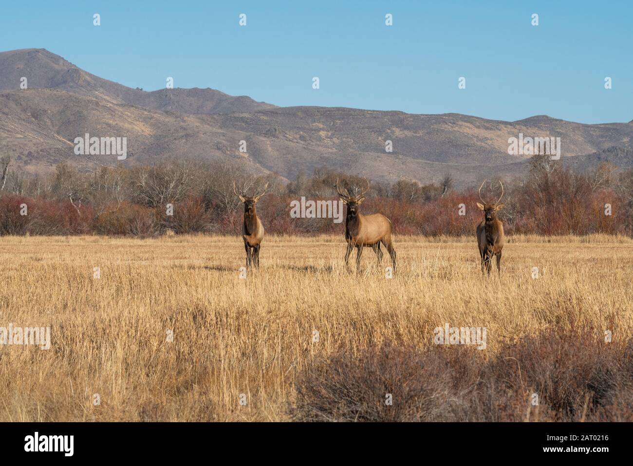 Elk in field by mountains Stock Photo