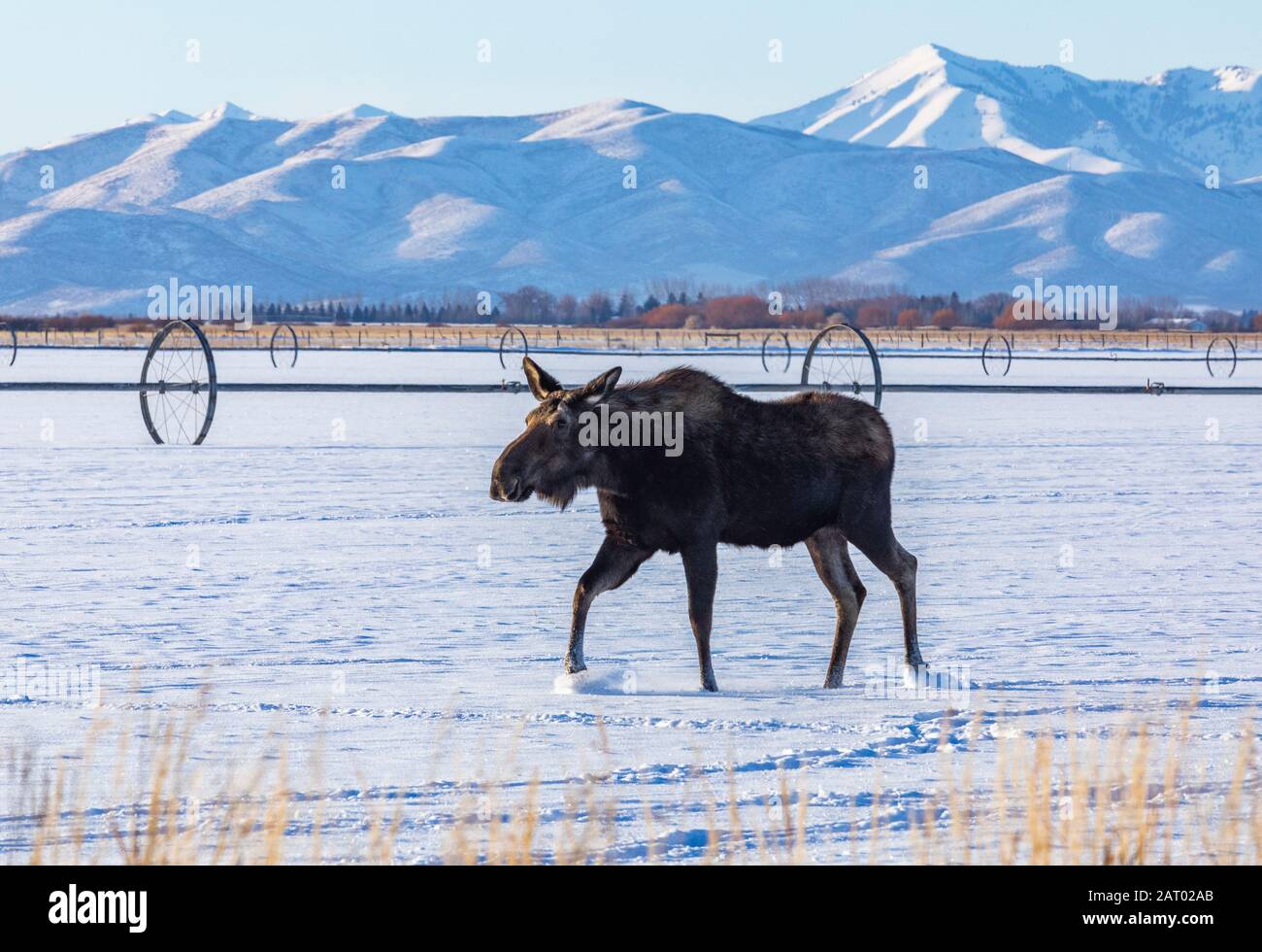 Moose walking on snow Stock Photo