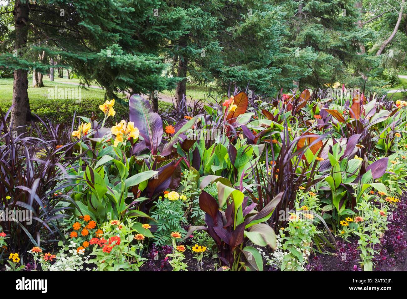 Canna indica 'Purpurea' - Indian Shot with soft orange flowers, orange and red Zinnia flowers in mixed border in summer Stock Photo