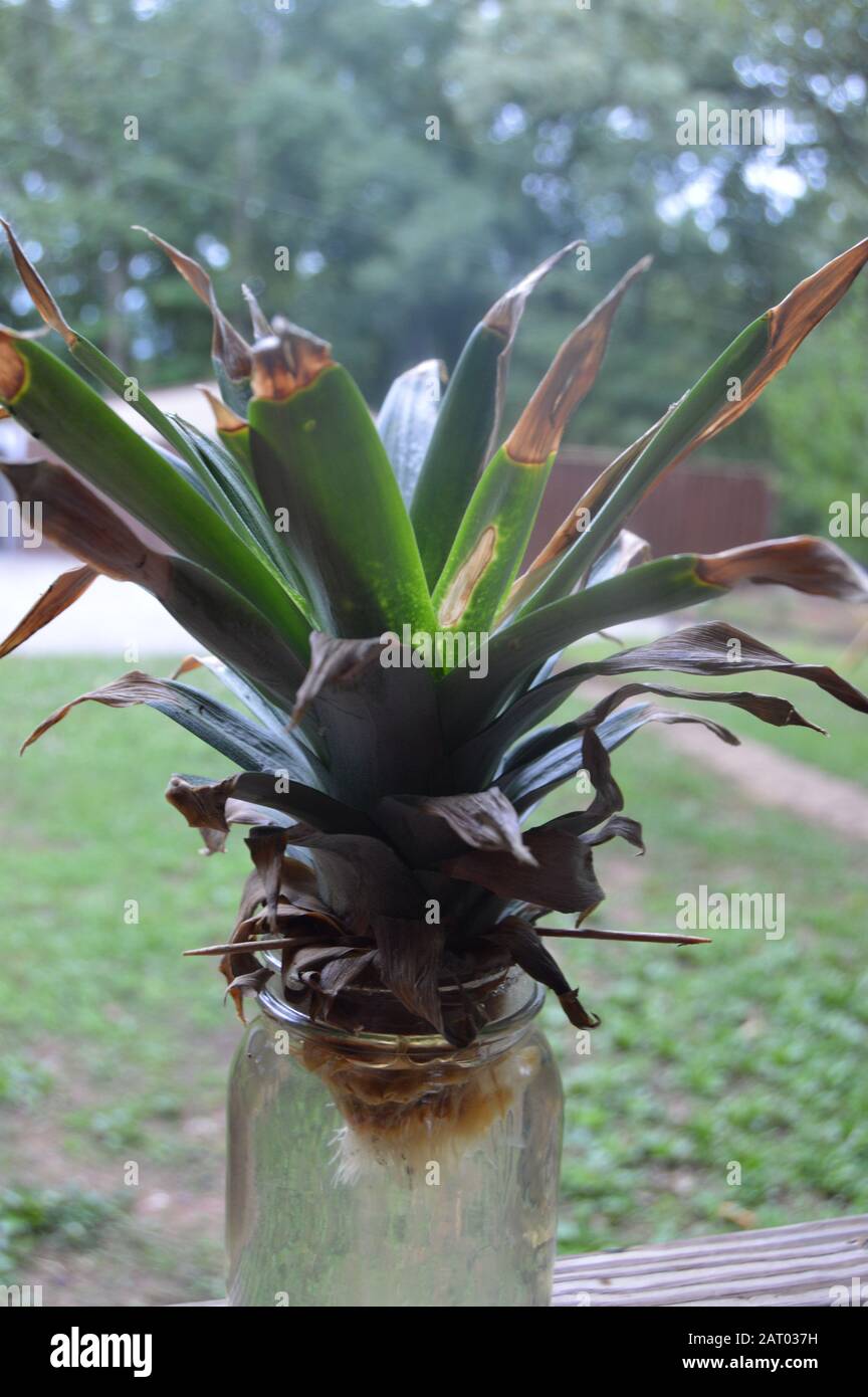 Rooting jar hires stock photography and images Alamy