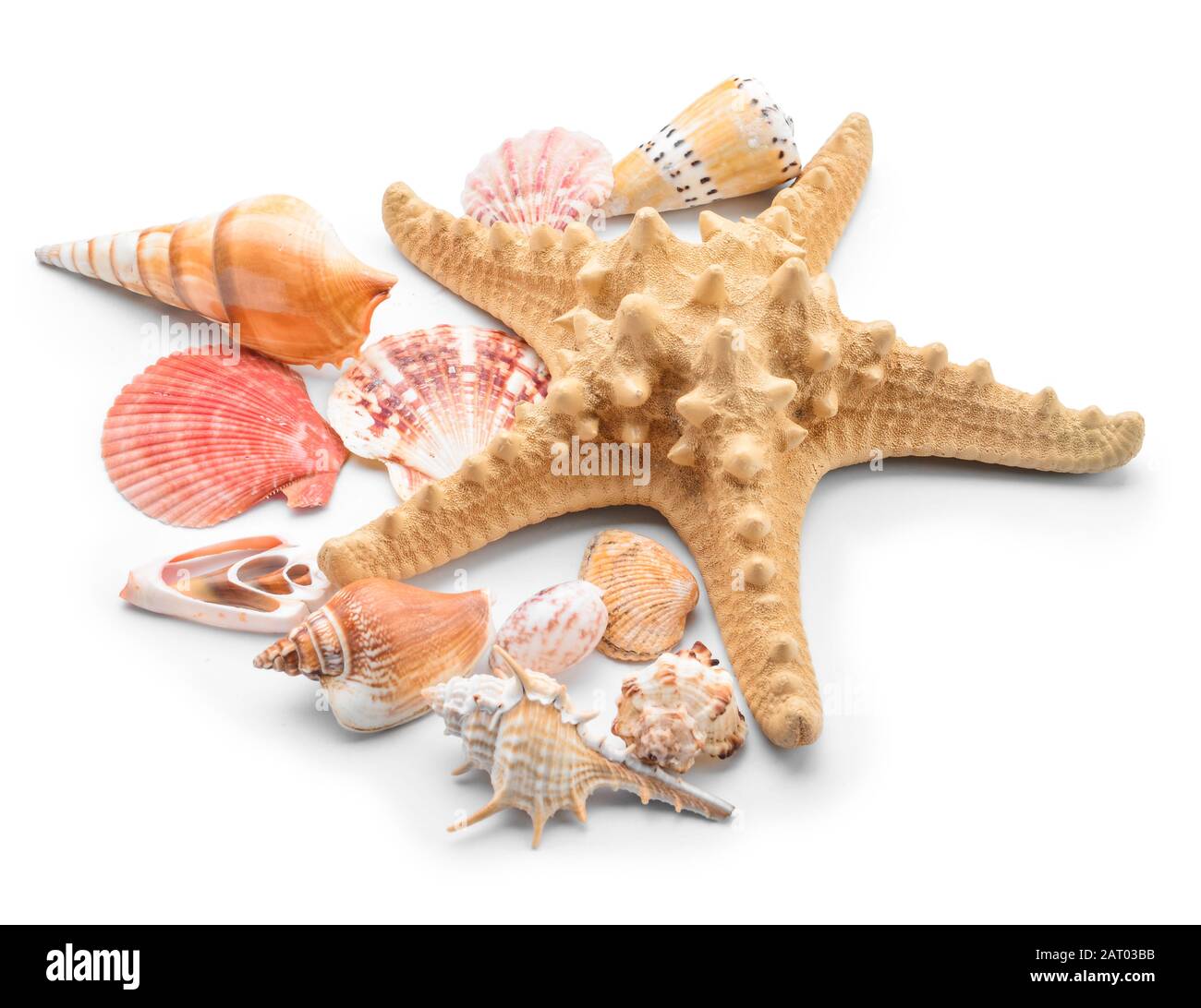 Beautiful sea shells and starfish on white background Stock Photo - Alamy