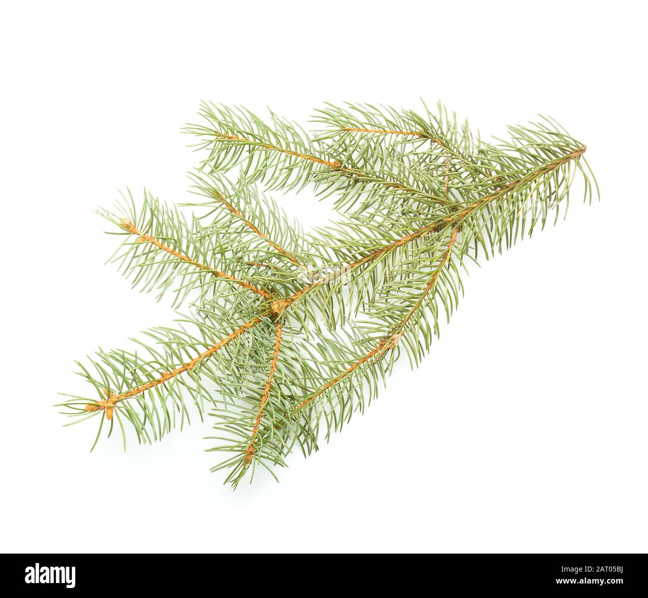 Beautiful fir tree branch on white background Stock Photo - Alamy