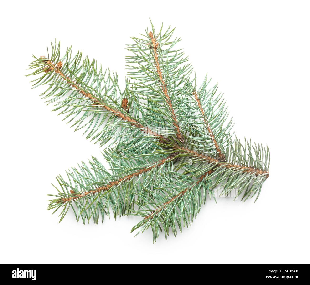 Beautiful fir tree branch on white background Stock Photo - Alamy