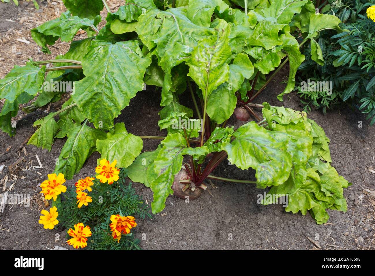 Close-up of Beta vulgaris - Beet vegetable plants in organic vegetable garden plot in summer Stock Photo