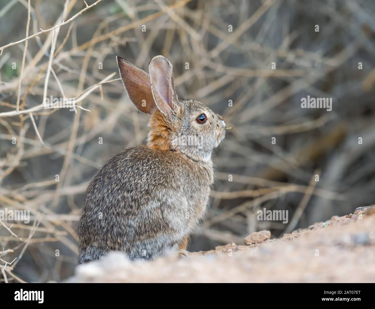 Desert Cottontail Rabbit (Sylvilagus audubonii) sitting at the edge of the road in Henderson Bird Viewing Preserve. Nevada. USA Stock Photo