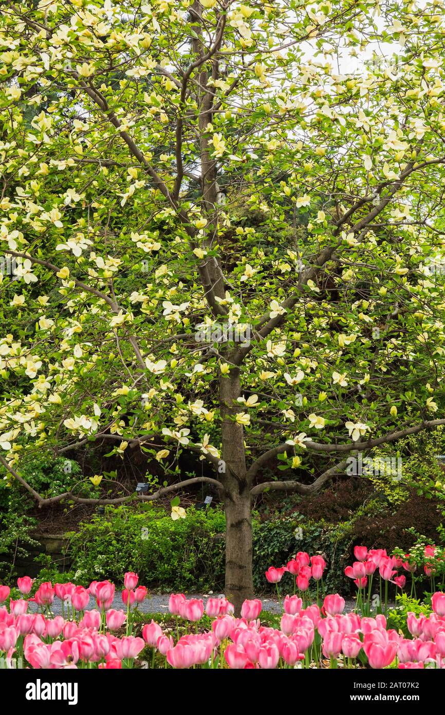 Magnolia 'Maxine Merrill' tree with yellow blossoms and pink Tulipa - Tulip flowers in border in spring, Exhibition garden, Montreal Botanical Garden Stock Photo