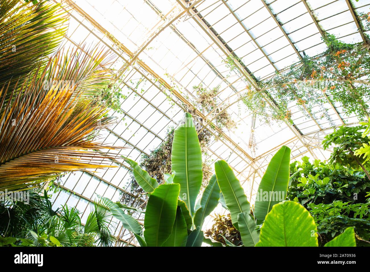 Tropical greenhouse glasshouse sunny interior full of lush green plants ...