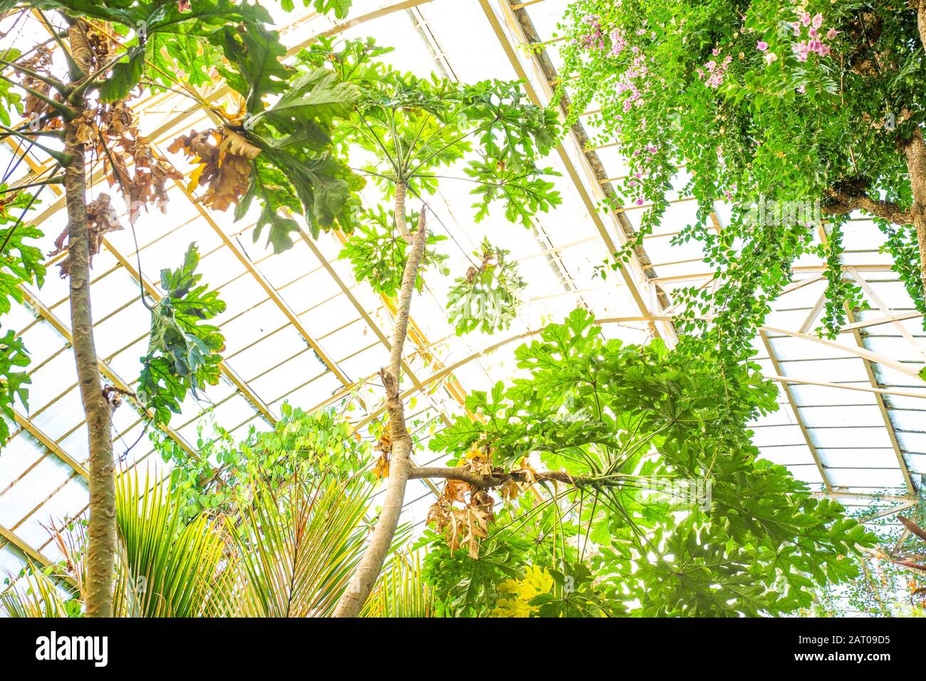 Tropical greenhouse glasshouse sunny interior full of lush green plants ...