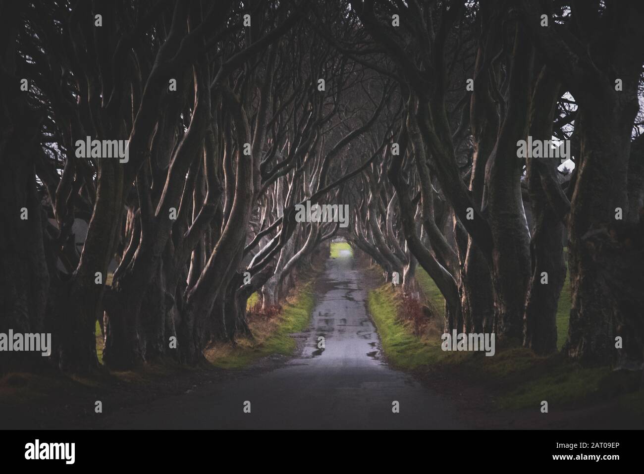 ANTRIM, NORTHER IRELAND, DECEMBER 20, 2018: The Dark Hedges in Northern Ireland. Majestic, spooky and mysterious road across very old trees. Featured Stock Photo