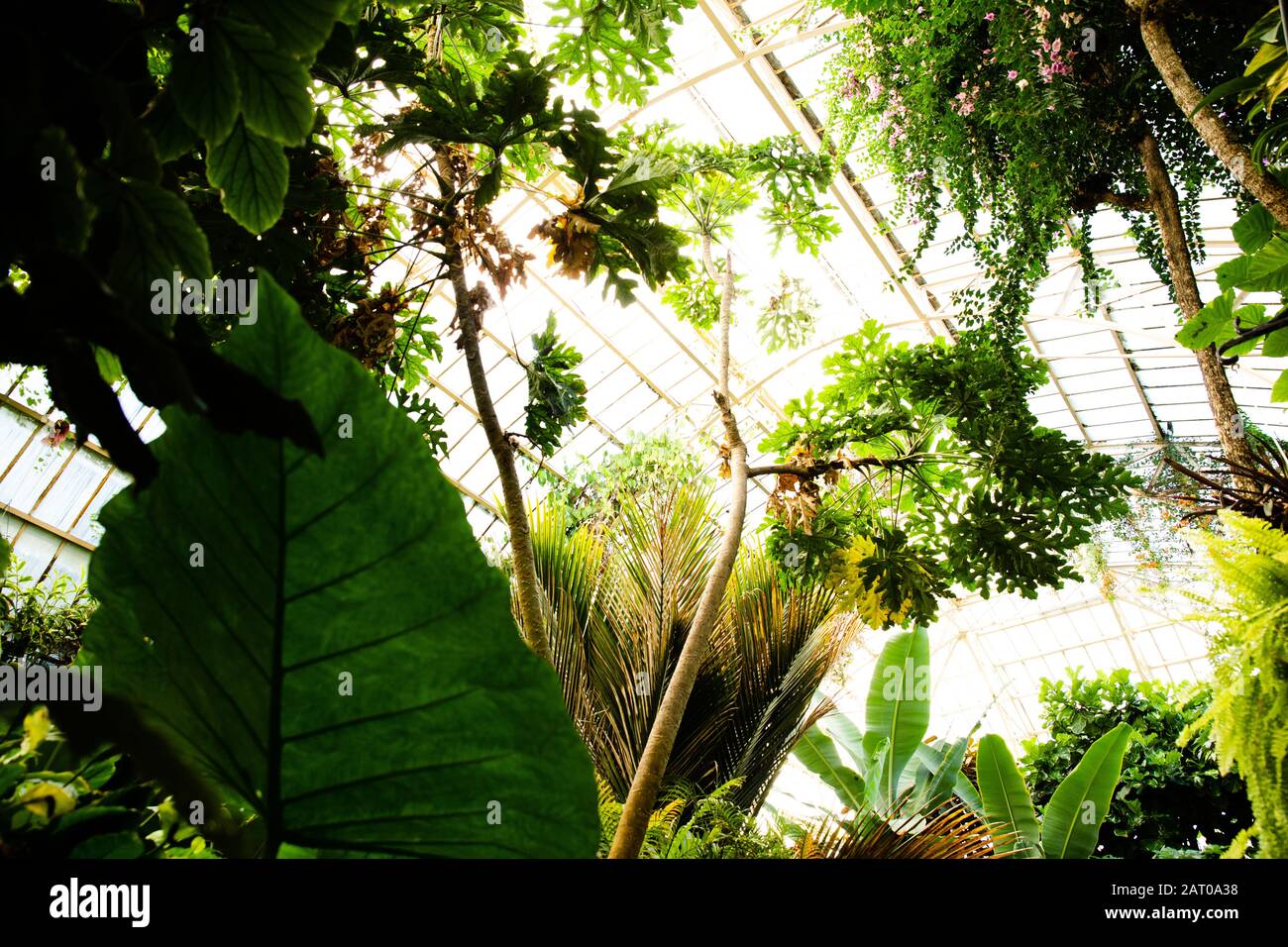 Tropical greenhouse glasshouse sunny interior full of lush green plants ...