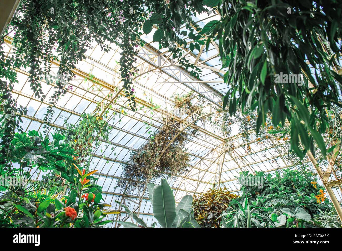 Tropical greenhouse glasshouse sunny interior full of lush green plants ...