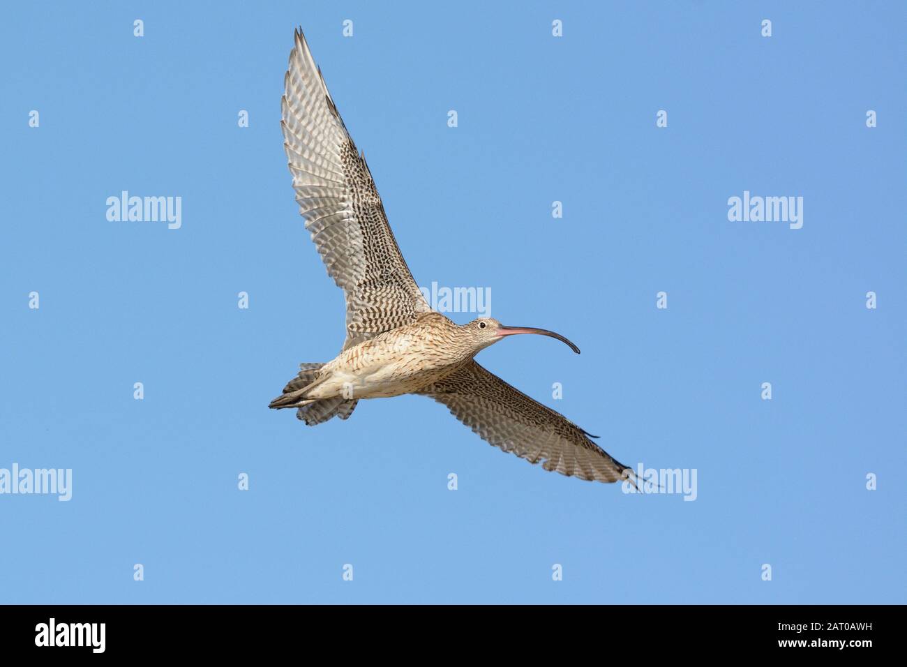 Eastern Curlew in flight, a migratory wader shorebird on the east coast of Australia where it is a summer migrant Stock Photo
