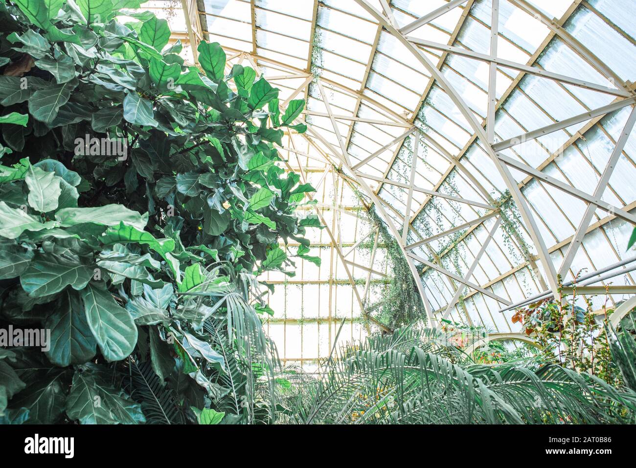 Tropical greenhouse glasshouse sunny interior full of lush green plants ...