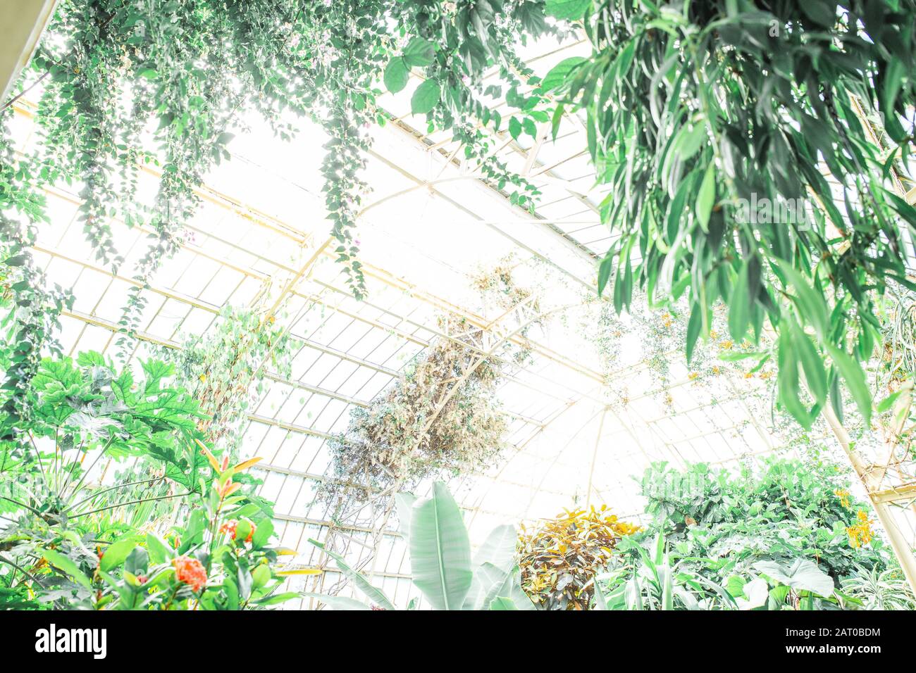 Tropical greenhouse glasshouse sunny interior full of lush green plants ...
