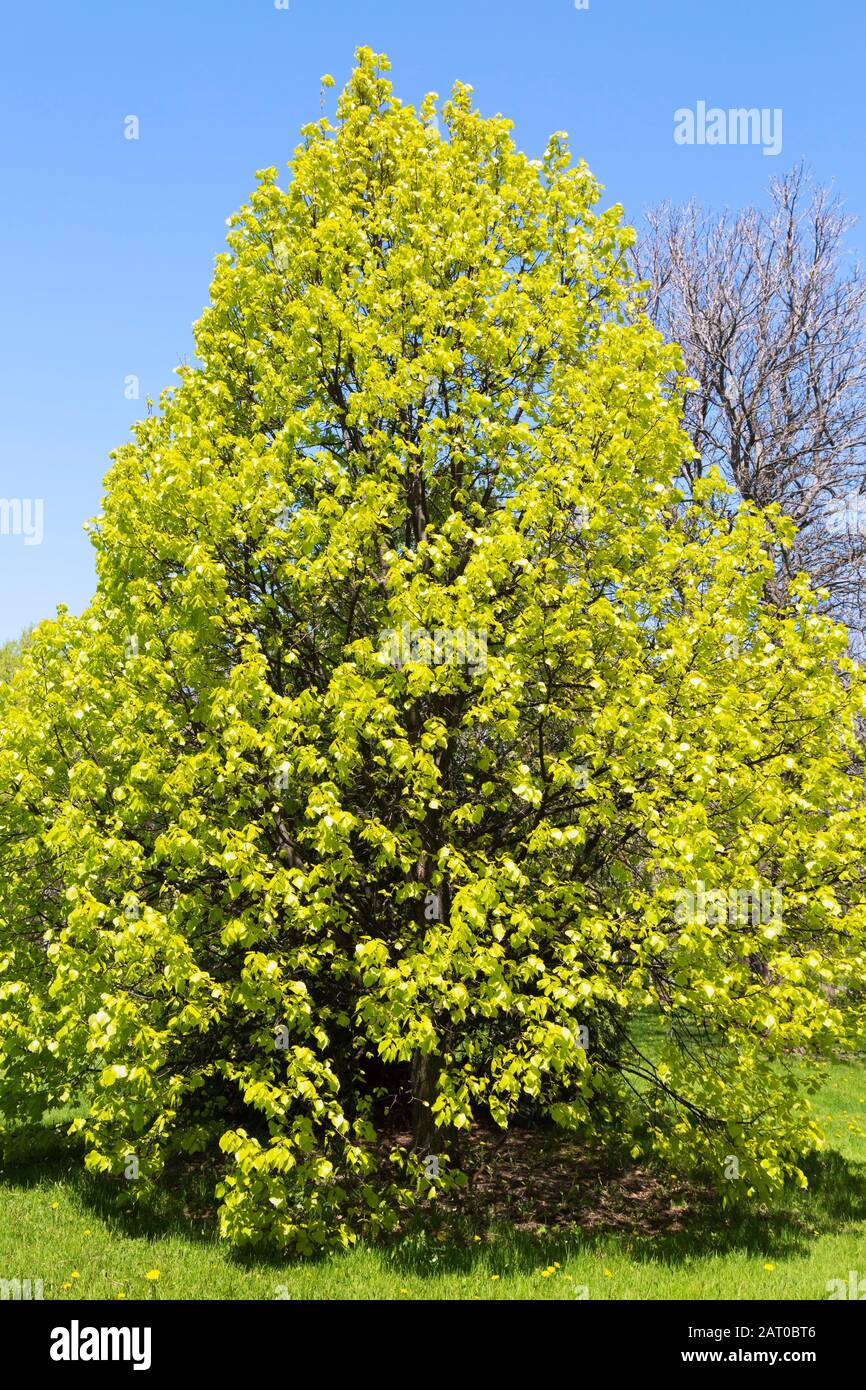 Tilia x vulgaris 'Wratislaviensis' Common Linden tree in green grass