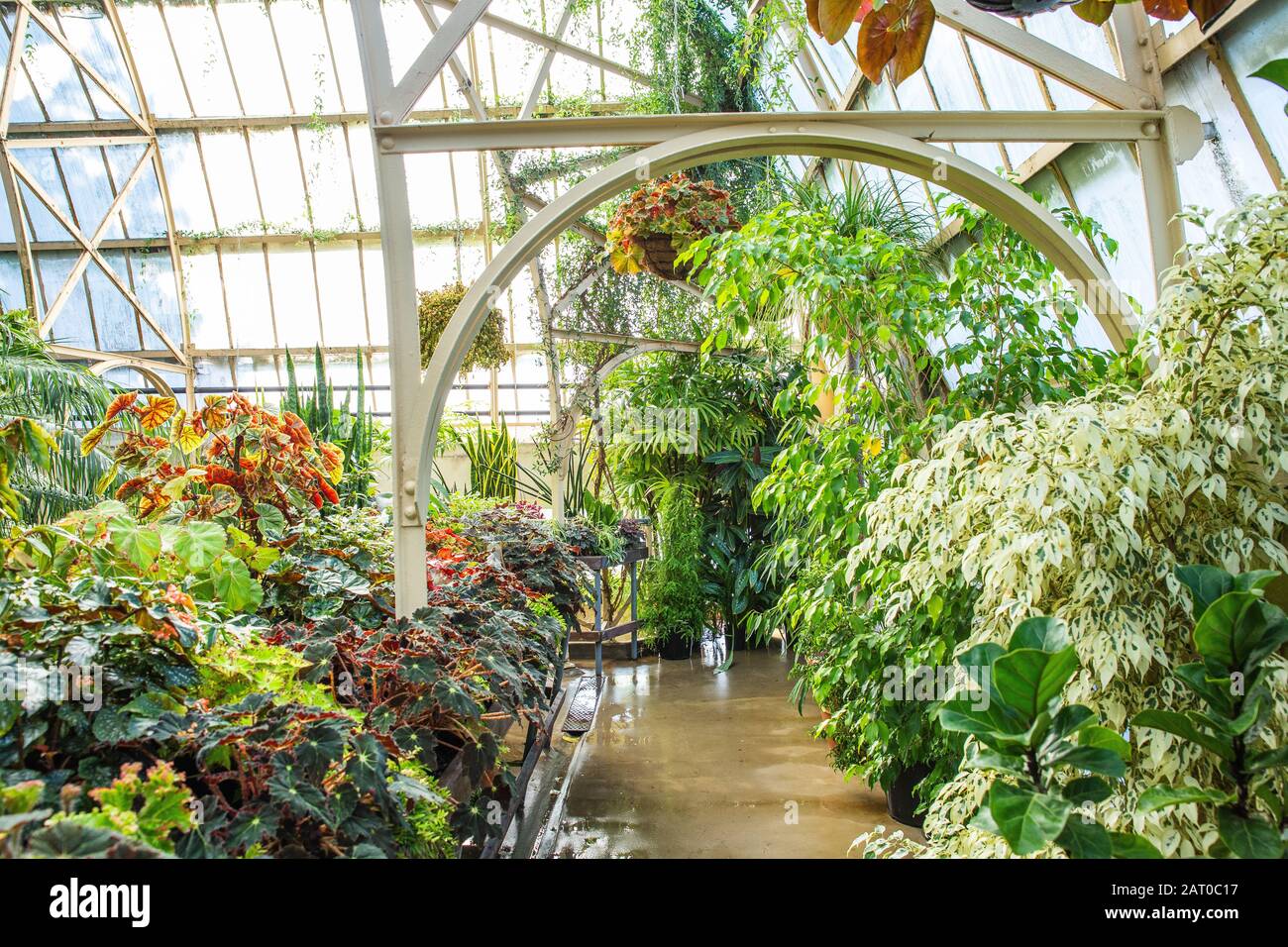 Tropical greenhouse glasshouse sunny interior full of lush green plants ...