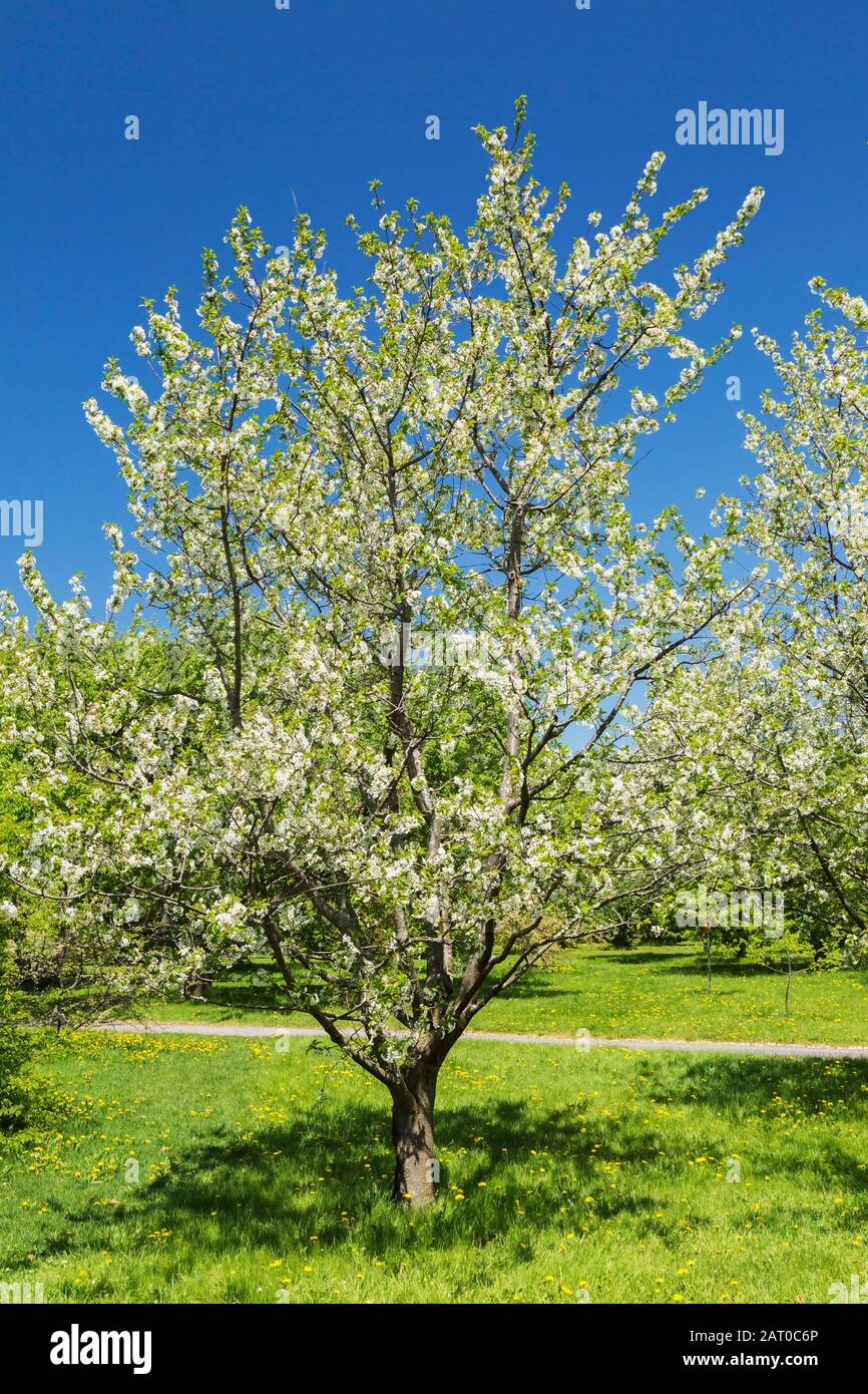 Montmorency Cherry Tree High Resolution Stock Photography And Images Alamy