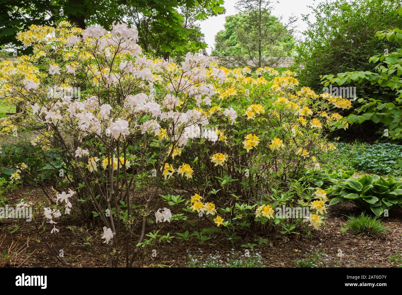 Mauve and yellow flowering Rhododendron shrubs, Hosta - Plaintain Lily plants in mulch border in spring Stock Photo