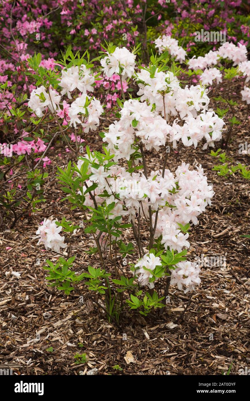 White flowering Rhododendron shrub in mulch border in spring Stock ...