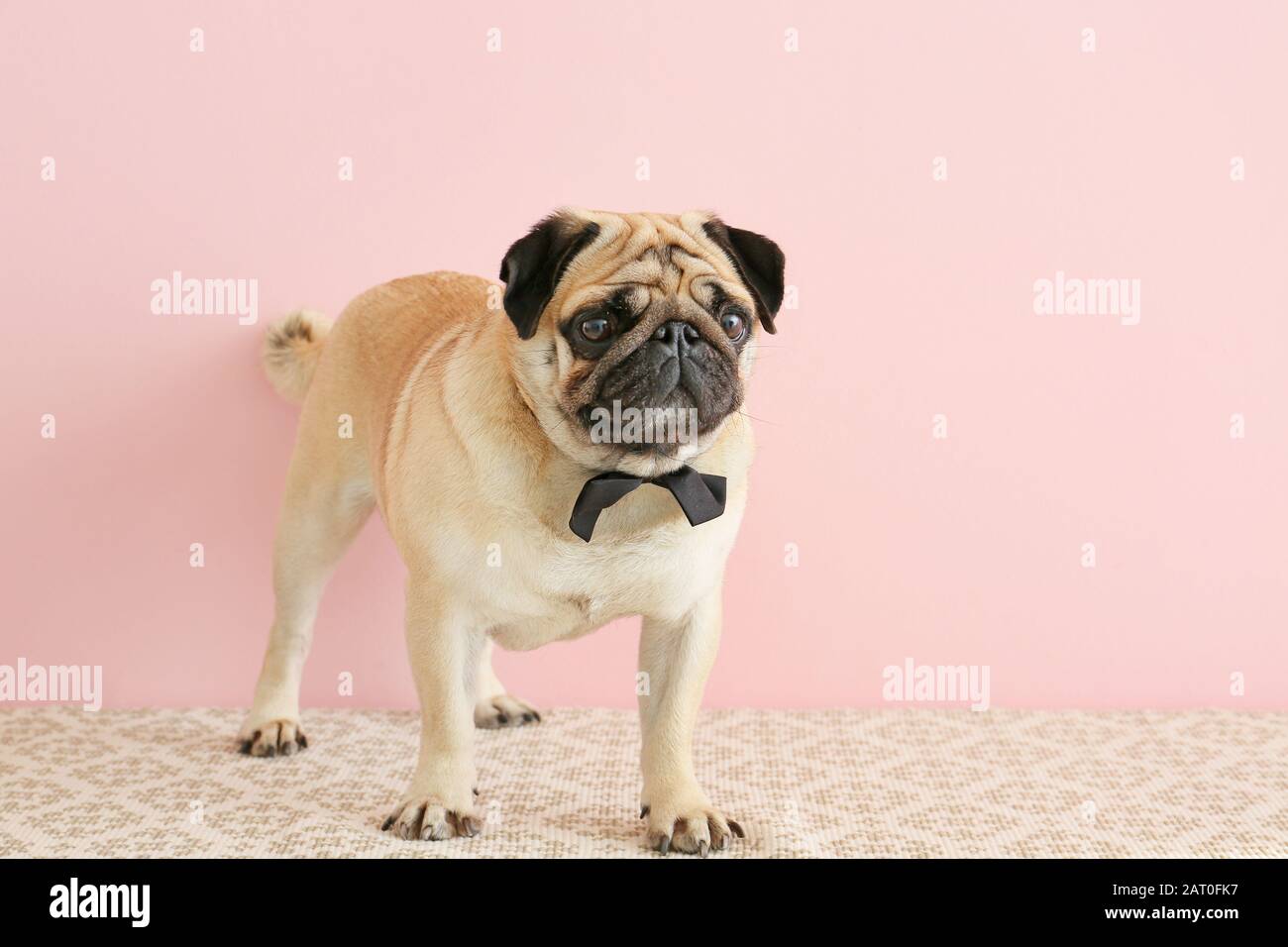 Cute pug dog with bowtie near color wall Stock Photo - Alamy