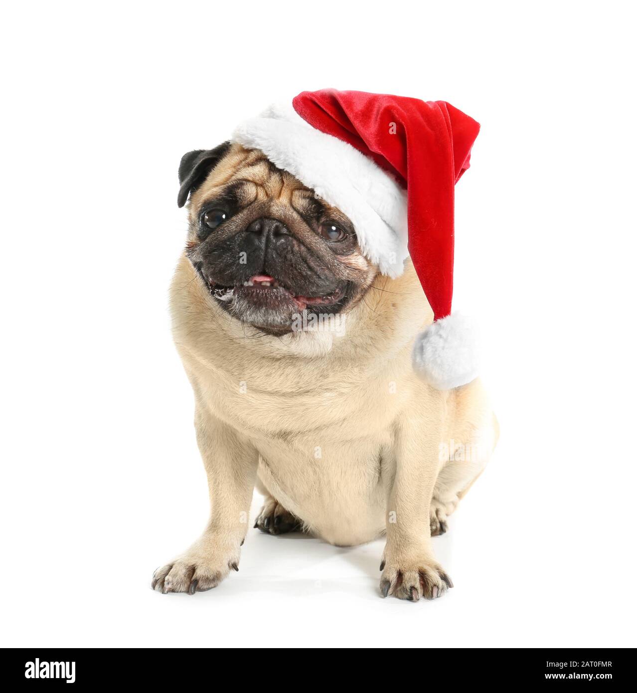 Pug Santa Hat Pug Santa Hat