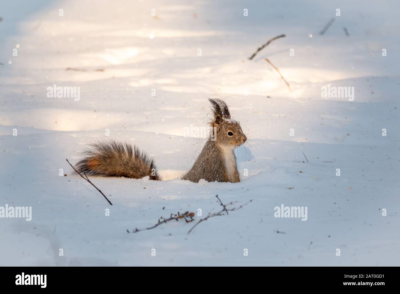 Squirrel hides nuts in the white snow. Eurasian red squirrel, Sciurus
