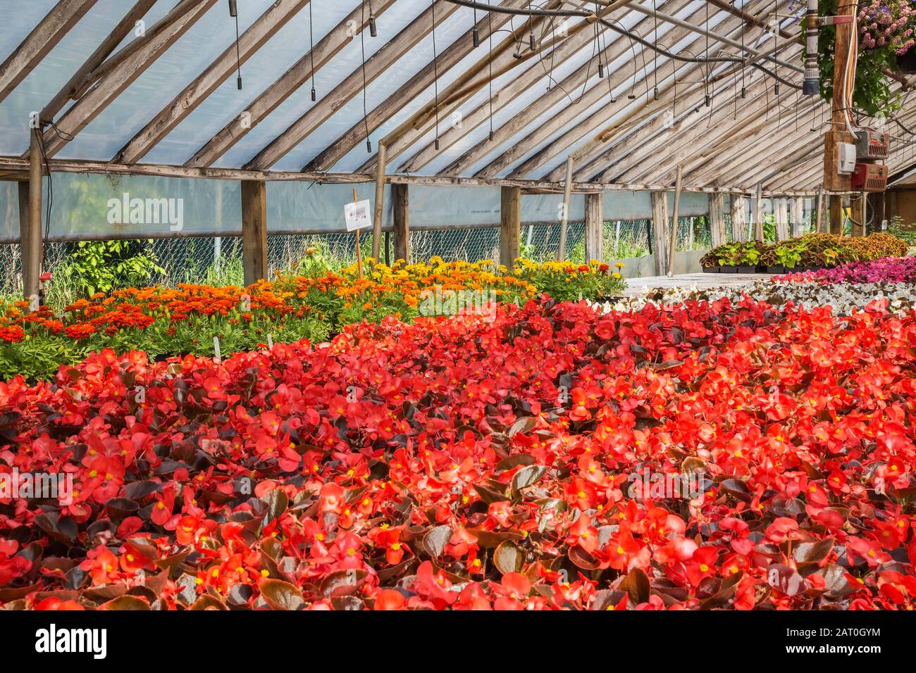 Red, white and pink Begonia, orange, yellow Tagetes - Marigold  flowers being grown organically in containers inside polyethylene film greenhouse. Stock Photo