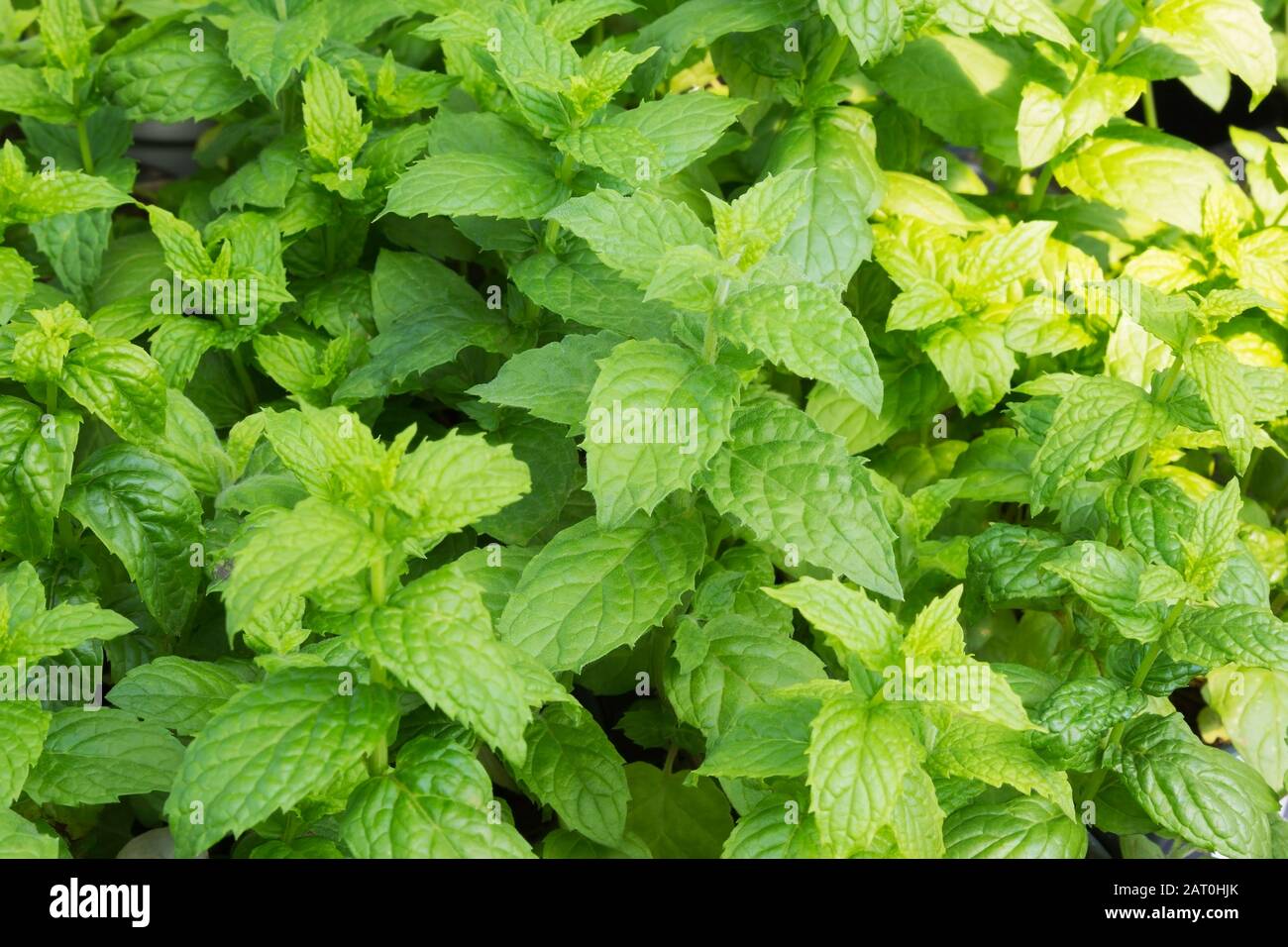 Mentha - Mint culinary herb plants being grown organically in containers inside a greenhouse Stock Photo