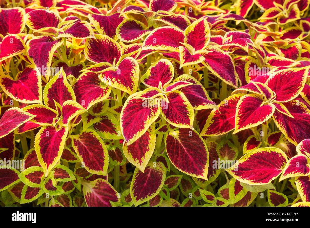 Burgundy and yellowish Solenostemon - Coleus plants being grown organically in containers inside a greenhouse Stock Photo